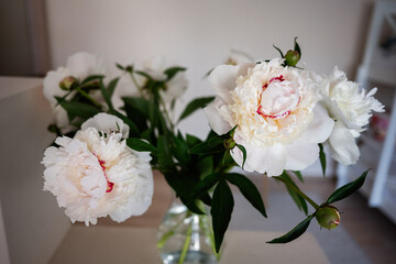 Beautiful white peonies blooming in a glass vase with green leaves