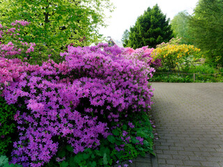 Beautiful bush of pink Rhododendron flowers in the pa