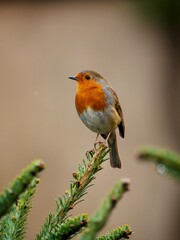 Robin perched on a branch