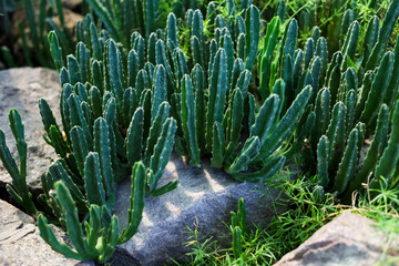Cacti cluster thriving among rocks in a sunny garden setting