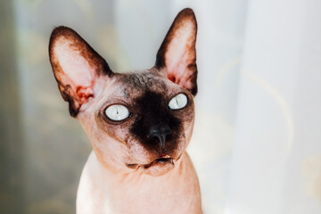 Sphynx cat with striking eyes poses near a sunny window in a cozy indoor setting