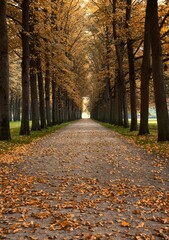 Park path in an avenue in autumn with straight borders that are symmetrical