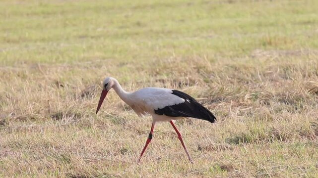 Storch auf Nahrungssuche 