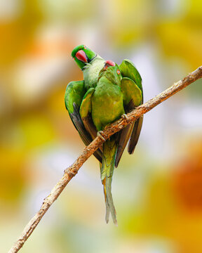 Two rose ringed parakeets perched on a branch