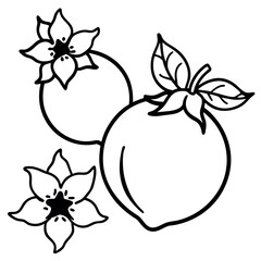 Blooming Pomegranate Flowers and Young Fruits Line Art