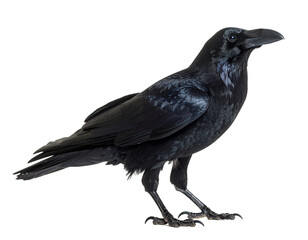 Obraz premium Rabe isoliert auf weißen Hintergrund 