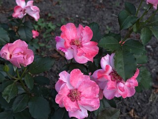 Light pink rose bush with delicate flowers and visible hollow centers. Captured in natural light,...