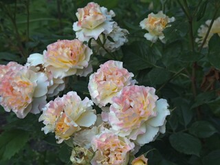 Close-up of a white and pink rose bush with wavy, curly petals. Floral textures and pastel hues evoke peace and romance.