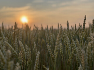 Barley ears glowing in the sunlight. Natural farming scene, agricultural harvest background.