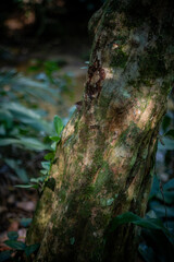 Rich natural textures in the lush tropical forest: rugged tree trunk, vibrant leaves, and warm sunlight in the Atlantic Forest