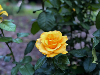 Yellow rose bush in full bloom on a sunny day. Vibrant petals and lush green leaves create a cheerful, romantic garden scene.