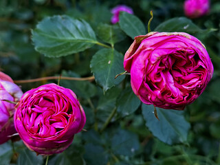 Close-up of a pink peony-style rose in full bloom. Soft, layered petals and romantic color create a...