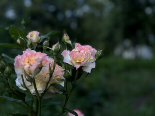 Soft white and blush pink roses on a lush bush. Curly petals give the flowers a vintage, romantic charm.