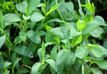 The grass Polygonum aviculare grows in nature