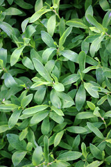 The grass Polygonum aviculare grows in nature