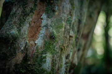 Rich natural textures in the lush tropical forest: rugged tree trunk, vibrant leaves, and warm sunlight in the Atlantic Forest
