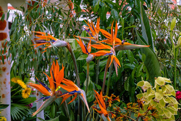 orange and yellow flowers