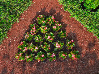 Top view of flowers planted in a triangle shape in a garden