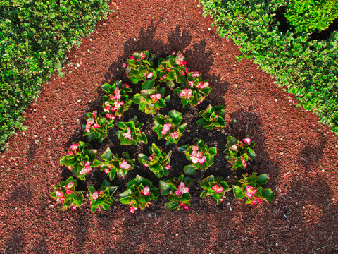 Top view of flowers planted in a triangle shape in a garden