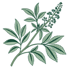 green leaves isolated on white