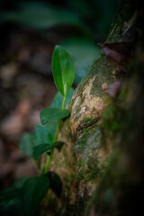 Immersive sensory forest landscape: intricate textures of towering trees and dense native vegetation bathed in sunlight