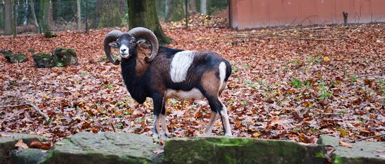 Bighorn sheep in a fenced-in forest stands on a small wall