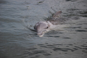 dolphin swimming in water