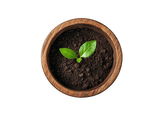 Young sprout in wooden bowl, rich soil