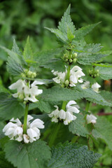 Bloom in nature the nettles are deaf (Lamium album)