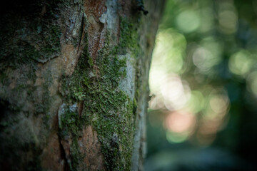 Immersive sensory forest landscape: intricate textures of towering trees and dense native vegetation bathed in sunlight