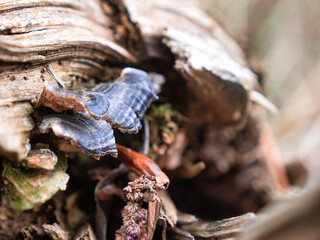 Blurry shot of a weathered tree with forest mushrooms