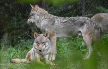 A group of well-fed, well-groomed wolves stand and lie near a chain-link fence on a sunny summer day. The animals are healthy and well-maintained, a symbol of the balance between the wild and the cont