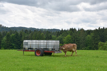 A group of cows drinking water from a large plastic tank placed in an open pasture. A typical rural...