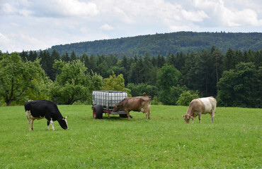 A group of cows drinking water from a large plastic tank placed in an open pasture. A typical rural...