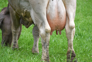 Obraz premium A cow with a big udder grazes on a green meadow on a sunny day. The concept of agriculture, dairy farming and natural products.