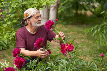 The pleasure of growing flowers. Senior citezen in the garden near a peony bush with a cut flower and garden shears in hand.