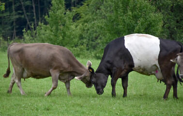 Two Dairy Cows with Full Udders Butting Heads on a Green Meadow in Switzerland

