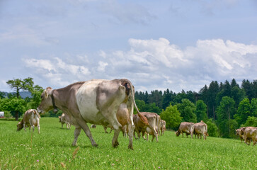 Cows with traditional bells grazing peacefully on green Swiss hills in summer. Idyllic alpine landscape with mountains, blue sky, and rural charm. Typical pastoral scene from Switzerland.

