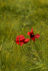 A lone red poppy blooms on a green field with ears of grain


