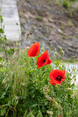 Obraz premium Poppy flowers