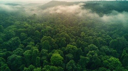 Aerial View of Misty Rainforest Canopy with Lush Green Trees Landscape