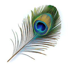 Fototapeta premium Single peacock feather isolated on white background