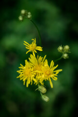 Medicinal herbs - flower of meadow hawkweed, yellow hawkweed; Pilosella Caespitosa or Hieracium Caespitosum