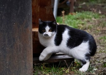 black and white kitten