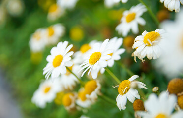white daisies in a field