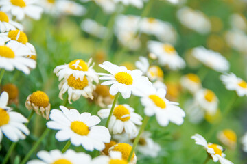 white daisies in a field