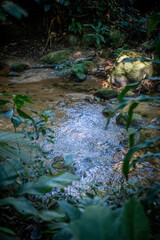 Immersive sensory forest landscape: intricate textures of towering trees and dense native vegetation bathed in sunlight
