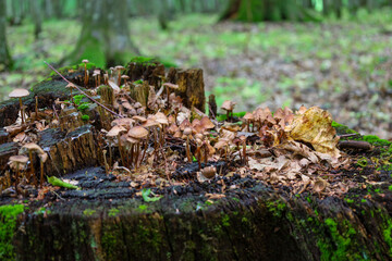An old stump, covered with moss and leaves, has become home to numerous small mushrooms, forming a natural composition.