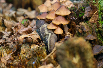 Forest mushrooms and a slug coexist among fallen leaves and moss on an old stump. This microcosm illustrates the dynamics of the natural environment and the biodiversity of the forest floor.