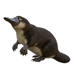 Realistic Platypus Sitting on Grass Isolated on Transparent Background


